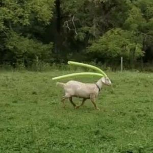 Meet your Posher, Collette